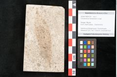 Foto (Objekt + Etikett) von Cinnamomum lanceolatum Unger (NHMW-GEO-2024-0188-8124)